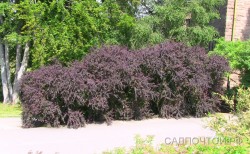 Барбарис обыкновенный, форма с пурпурными листьями,    Вerberis vulgaris, var. atropurpurea